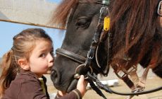 little girl kissing pony on the nose